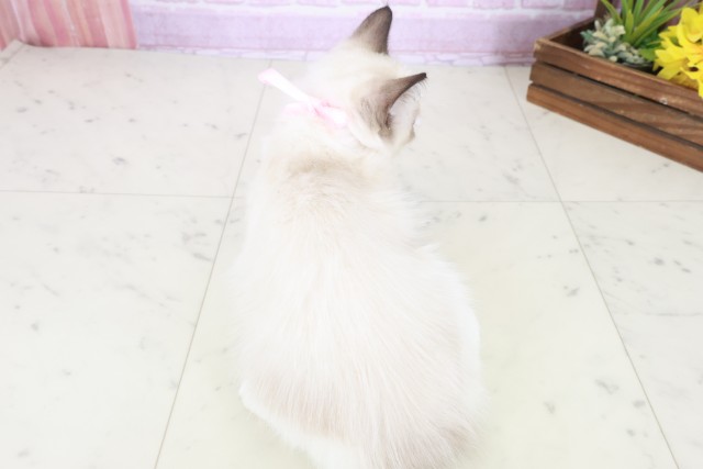 愛媛県のラグドール (Coo&RIKU大洲店/2025年8月3日生まれ/女の子/シールポイントバイカラー)の子猫の4枚目の画像