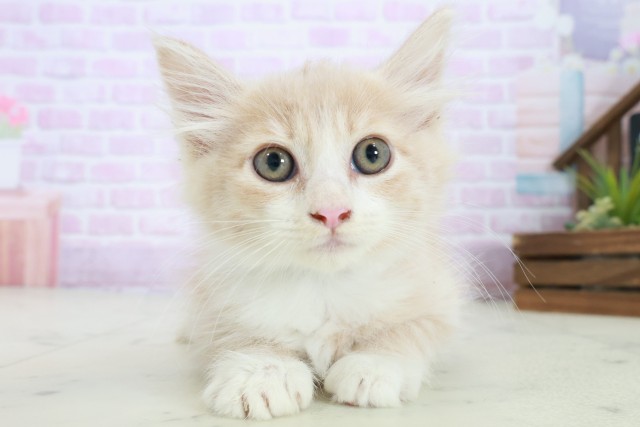 広島県のノルウェージャンフォレストキャット (Coo&RIKUゆめタウン大竹店/2025年8月21日生まれ/男の子/クリームタビーホワイト)の子猫の1枚目の画像