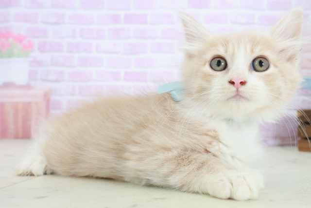 広島県のノルウェージャンフォレストキャット (Coo&RIKUゆめタウン大竹店/2025年8月21日生まれ/男の子/クリームタビーホワイト)の子猫の2枚目の画像