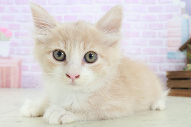 広島県のノルウェージャンフォレストキャット (Coo&RIKUゆめタウン大竹店/2025年8月21日生まれ/男の子/クリームタビーホワイト)の子猫の3枚目の画像