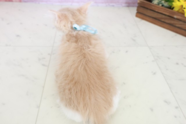 広島県のノルウェージャンフォレストキャット (Coo&RIKUゆめタウン大竹店/2025年8月21日生まれ/男の子/クリームタビーホワイト)の子猫の4枚目の画像