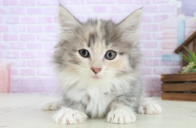 高知県のノルウェージャンフォレストキャット (Coo&RIKU高知御座店/2025年8月21日生まれ/女の子/ブルーパッチドタビーホワイト)の子猫の1枚目の画像