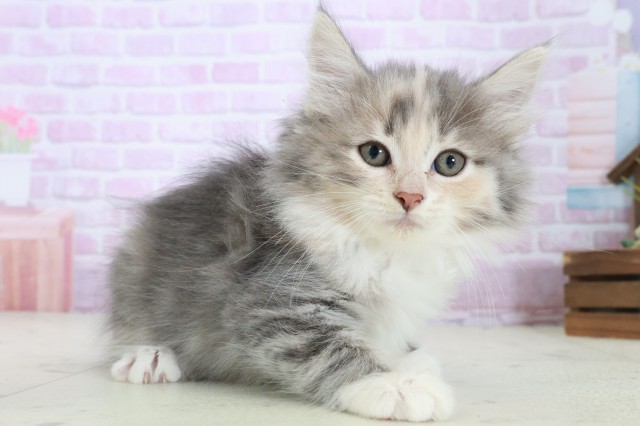 高知県のノルウェージャンフォレストキャット (Coo&RIKU高知御座店/2025年8月21日生まれ/女の子/ブルーパッチドタビーホワイト)の子猫の2枚目の画像