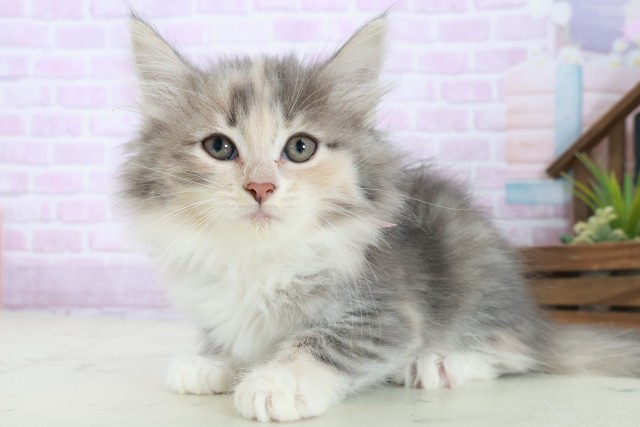 高知県のノルウェージャンフォレストキャット (Coo&RIKU高知御座店/2025年8月21日生まれ/女の子/ブルーパッチドタビーホワイト)の子猫の3枚目の画像