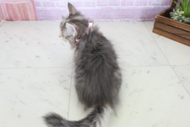 高知県のノルウェージャンフォレストキャット (Coo&RIKU高知御座店/2025年8月21日生まれ/女の子/ブルーパッチドタビーホワイト)の子猫の4枚目の画像