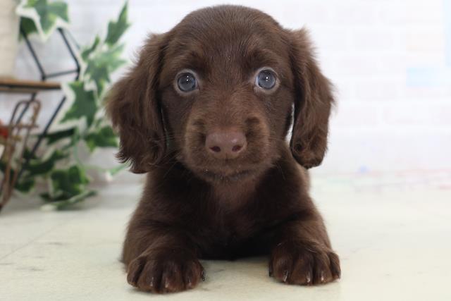 徳島県のミニチュアダックスフンド(ロング) (Coo&RIKU徳島店/2025年8月30日生まれ/男の子/チョコレート)の子犬