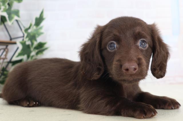 2025年8月30日生まれのミニチュアダックスフンド(ロング)の2枚目の写真