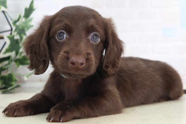 2025年8月30日生まれのミニチュアダックスフンド(ロング)の3枚目の写真