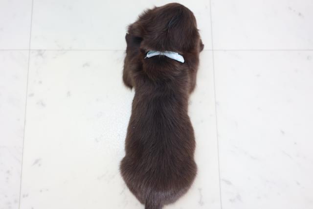 2025年8月30日生まれのミニチュアダックスフンド(ロング)の4枚目の写真