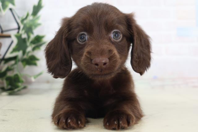 徳島県のミニチュアダックスフンド(ロング) (Coo&RIKU徳島店/2025年8月30日生まれ/女の子/チョコレート)の子犬