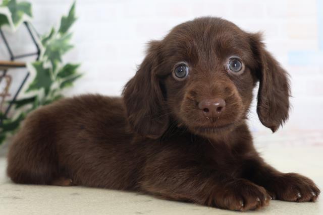 2025年8月30日生まれのミニチュアダックスフンド(ロング)の2枚目の写真