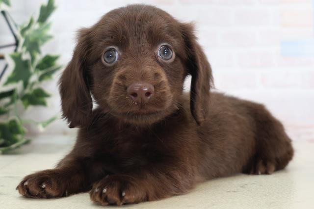 2025年8月30日生まれのミニチュアダックスフンド(ロング)の3枚目の写真