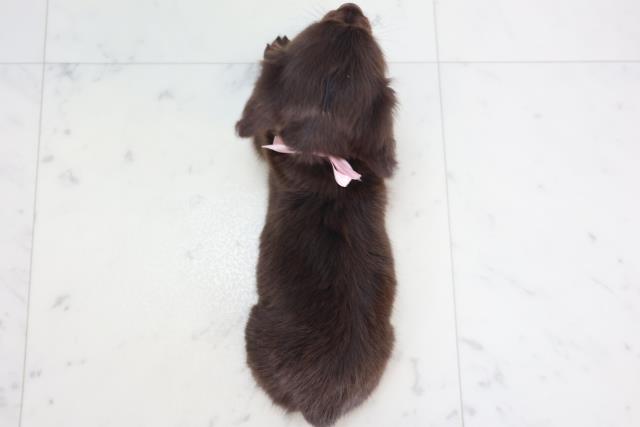 2025年8月30日生まれのミニチュアダックスフンド(ロング)の4枚目の写真