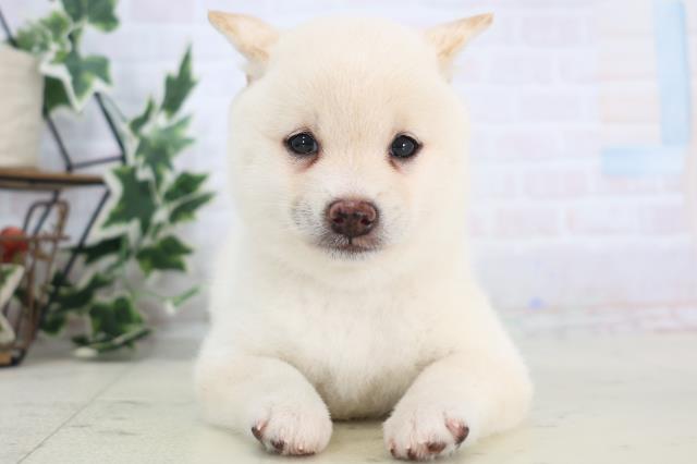 徳島県の豆柴 (Coo&RIKU徳島店/2025年8月28日生まれ/女の子/白)の子犬