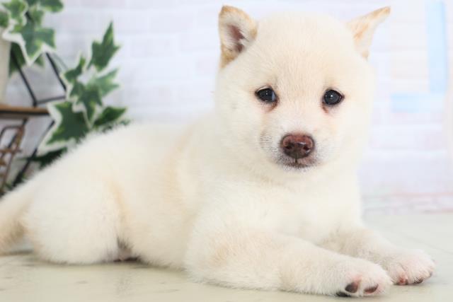 2025年8月28日生まれの豆柴の2枚目の写真