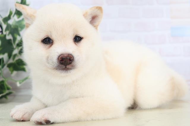 2025年8月28日生まれの豆柴の3枚目の写真