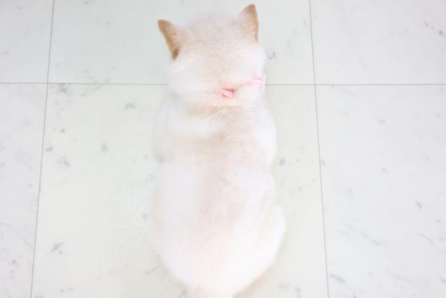 2025年8月28日生まれの豆柴の4枚目の写真