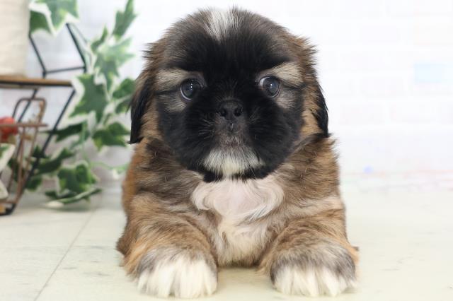 山口県のペキシーズー/ペキズー(ペキニーズ×シーズー) (Coo&RIKUシーモール下関店/2025年8月30日生まれ/男の子/フォーンホワイト)の子犬の1枚目の画像