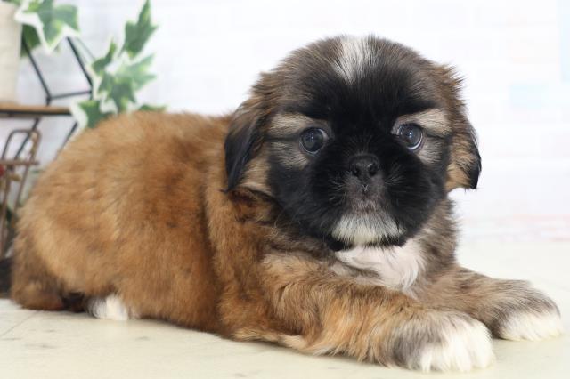 山口県のペキシーズー/ペキズー(ペキニーズ×シーズー) (Coo&RIKUシーモール下関店/2025年8月30日生まれ/男の子/フォーンホワイト)の子犬の2枚目の画像