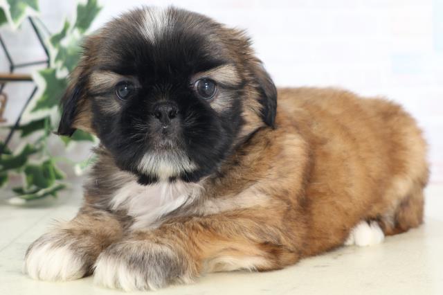 山口県のペキシーズー/ペキズー(ペキニーズ×シーズー) (Coo&RIKUシーモール下関店/2025年8月30日生まれ/男の子/フォーンホワイト)の子犬の3枚目の画像