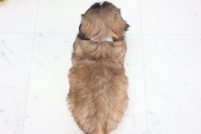 山口県のペキシーズー/ペキズー(ペキニーズ×シーズー) (Coo&RIKUシーモール下関店/2025年8月30日生まれ/男の子/フォーンホワイト)の子犬の4枚目の画像