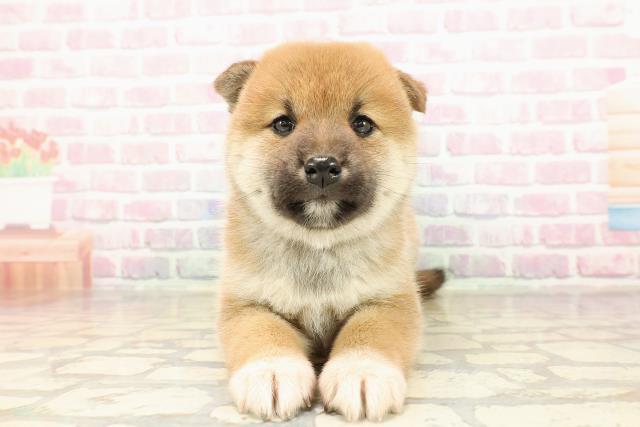 北海道の柴犬(標準サイズ) (Coo&RIKU函館店/2025年8月31日生まれ/女の子/赤)の子犬の1枚目の画像
