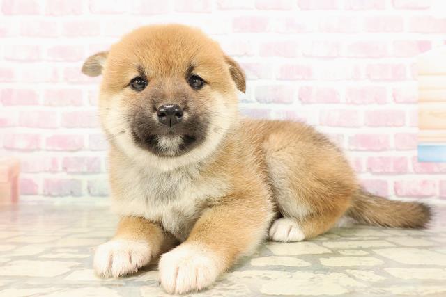 北海道の柴犬(標準サイズ) (Coo&RIKU函館店/2025年8月31日生まれ/女の子/赤)の子犬の2枚目の画像