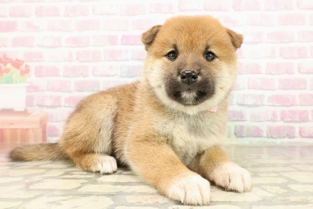 北海道の柴犬(標準サイズ) (Coo&RIKU函館店/2025年8月31日生まれ/女の子/赤)の子犬の3枚目の画像