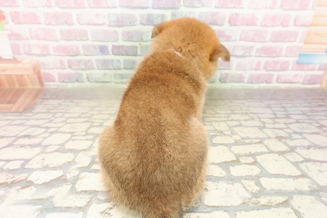 北海道の柴犬(標準サイズ) (Coo&RIKU函館店/2025年8月31日生まれ/女の子/赤)の子犬の4枚目の画像
