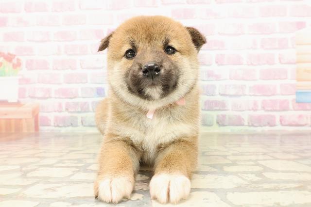 山形県の柴犬(標準サイズ) (Coo&RIKUイオンタウン酒田店/2025年8月31日生まれ/女の子/赤)の子犬の1枚目の画像