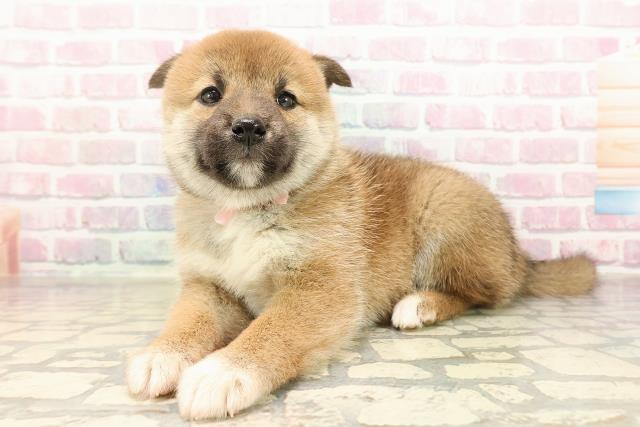 山形県の柴犬(標準サイズ) (Coo&RIKUイオンタウン酒田店/2025年8月31日生まれ/女の子/赤)の子犬の2枚目の画像