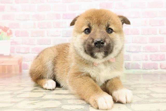 山形県の柴犬(標準サイズ) (Coo&RIKUイオンタウン酒田店/2025年8月31日生まれ/女の子/赤)の子犬の3枚目の画像