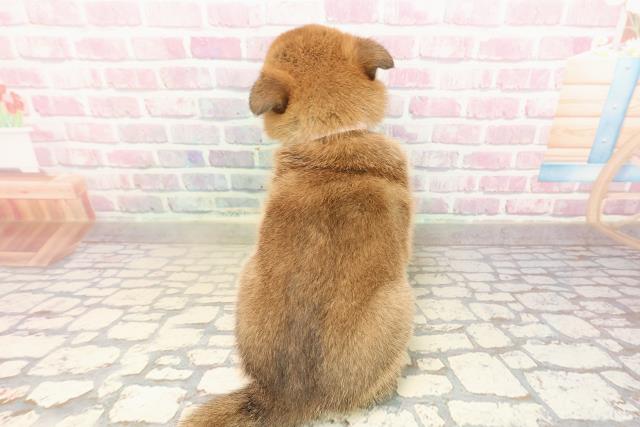 山形県の柴犬(標準サイズ) (Coo&RIKUイオンタウン酒田店/2025年8月31日生まれ/女の子/赤)の子犬の4枚目の画像