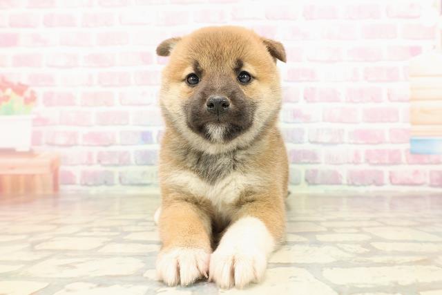 埼玉県の柴犬(標準サイズ) (Coo&RIKU所沢店/2025年8月31日生まれ/女の子/赤)の子犬の1枚目の画像
