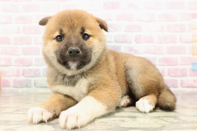 埼玉県の柴犬(標準サイズ) (Coo&RIKU所沢店/2025年8月31日生まれ/女の子/赤)の子犬の2枚目の画像