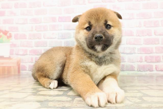 埼玉県の柴犬(標準サイズ) (Coo&RIKU所沢店/2025年8月31日生まれ/女の子/赤)の子犬の3枚目の画像