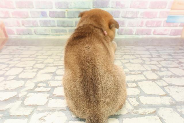 埼玉県の柴犬(標準サイズ) (Coo&RIKU所沢店/2025年8月31日生まれ/女の子/赤)の子犬の4枚目の画像