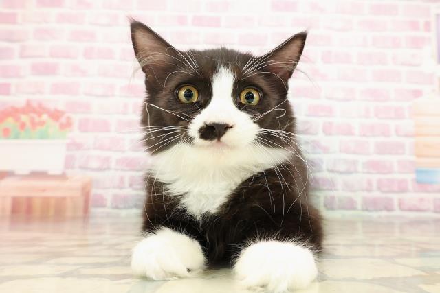 山形県のサイベリアン (Coo&RIKUイオンタウン酒田店/2025年6月18日生まれ/男の子/ブラックホワイト)の子猫の1枚目の画像