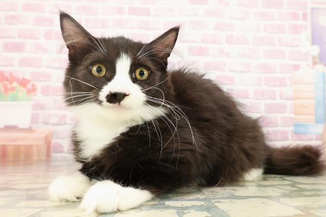 山形県のサイベリアン (Coo&RIKUイオンタウン酒田店/2025年6月18日生まれ/男の子/ブラックホワイト)の子猫の2枚目の画像