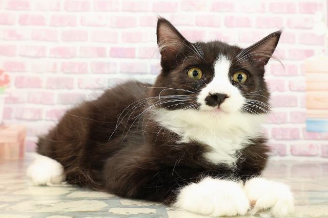 山形県のサイベリアン (Coo&RIKUイオンタウン酒田店/2025年6月18日生まれ/男の子/ブラックホワイト)の子猫の3枚目の画像