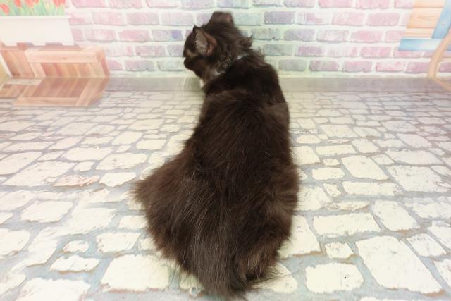 山形県のサイベリアン (Coo&RIKUイオンタウン酒田店/2025年6月18日生まれ/男の子/ブラックホワイト)の子猫の4枚目の画像