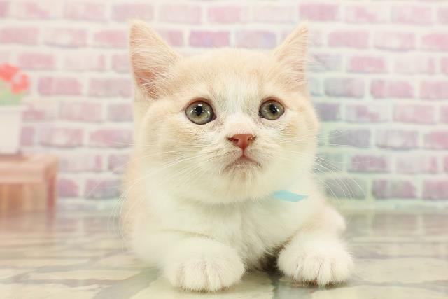 埼玉県のスコティッシュフォールド (Coo&RIKU所沢店/2025年8月23日生まれ/男の子/クリームタビーホワイト)の子猫