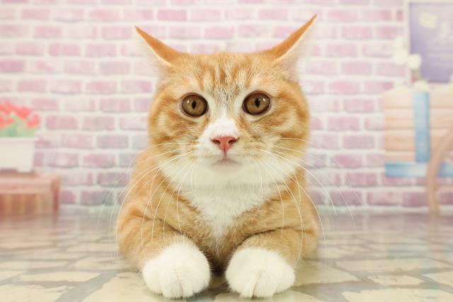 北海道のマンチカン (Coo&RIKU北見店/2025年6月14日生まれ/男の子/レッドタビーホワイト)の子猫の1枚目の画像