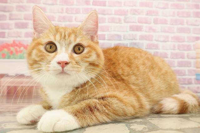 北海道のマンチカン (Coo&RIKU北見店/2025年6月14日生まれ/男の子/レッドタビーホワイト)の子猫の2枚目の画像