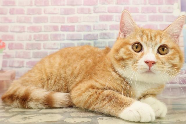 北海道のマンチカン (Coo&RIKU北見店/2025年6月14日生まれ/男の子/レッドタビーホワイト)の子猫の3枚目の画像