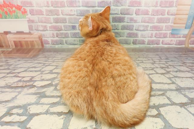 北海道のマンチカン (Coo&RIKU北見店/2025年6月14日生まれ/男の子/レッドタビーホワイト)の子猫の4枚目の画像