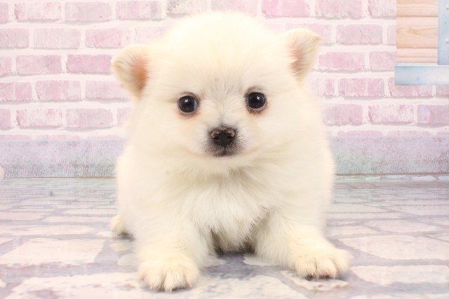 大阪府のポメチワ/チワポメ/ポメチー(ポメラニアン×チワワ) (Coo&RIKU天王寺店/2025年8月29日生まれ/男の子/クリーム)の子犬