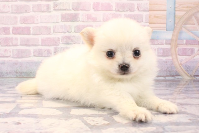 大阪府のポメチワ/チワポメ/ポメチー(ポメラニアン×チワワ) (Coo&RIKU天王寺店/2025年8月29日生まれ/男の子/クリーム)の子犬の2枚目の画像