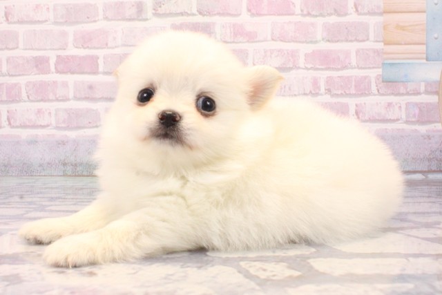 大阪府のポメチワ/チワポメ/ポメチー(ポメラニアン×チワワ) (Coo&RIKU天王寺店/2025年8月29日生まれ/男の子/クリーム)の子犬の3枚目の画像