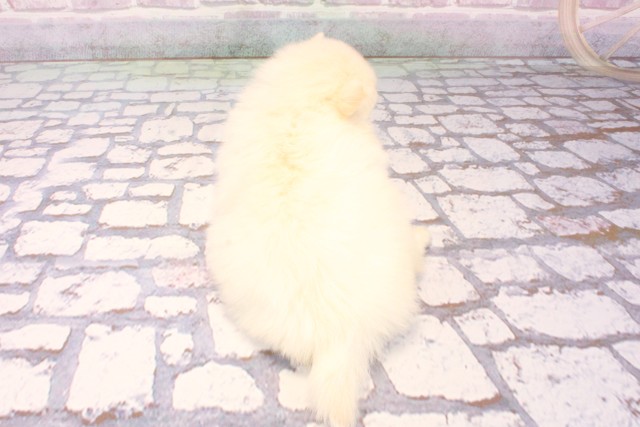 大阪府のポメチワ/チワポメ/ポメチー(ポメラニアン×チワワ) (Coo&RIKU天王寺店/2025年8月29日生まれ/男の子/クリーム)の子犬の4枚目の画像